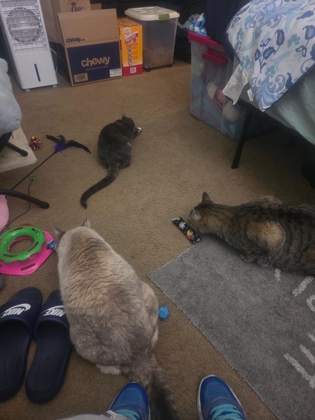 Customer photo review of Purple Mums Catnip and Valerian Root Blend Cat Toy