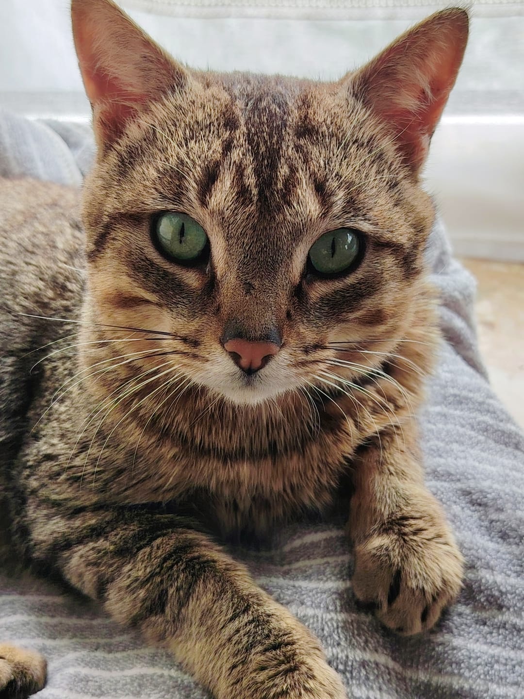 Customer photo review of Croquettes Chat Stérilisé Sans Céréales - Poulet