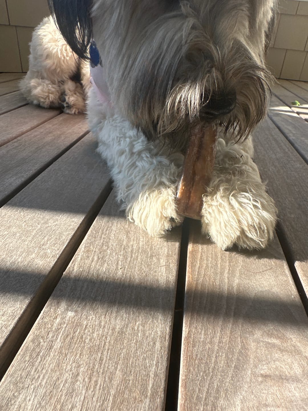 Customer photo review of Monster Bully Sticks 6-Inch | Extra-Thick, Odor-Free Dog Chew