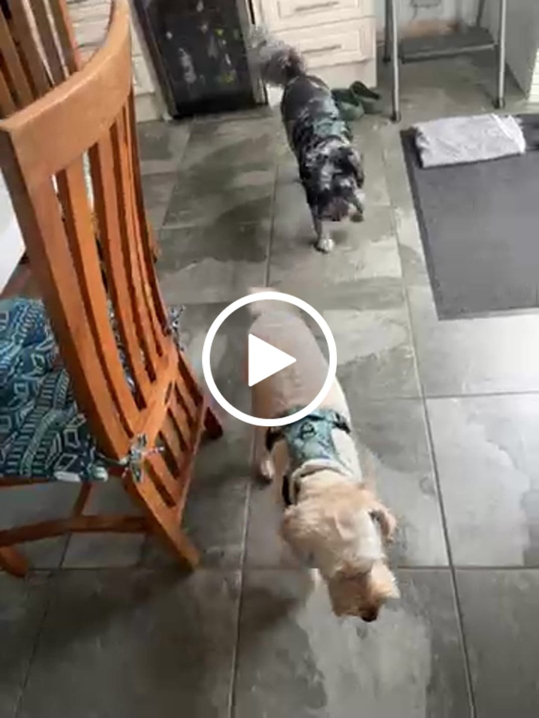 Customer video review of 3-Click Tough Step-in Dog + Puppy Harness | Botanical Garden