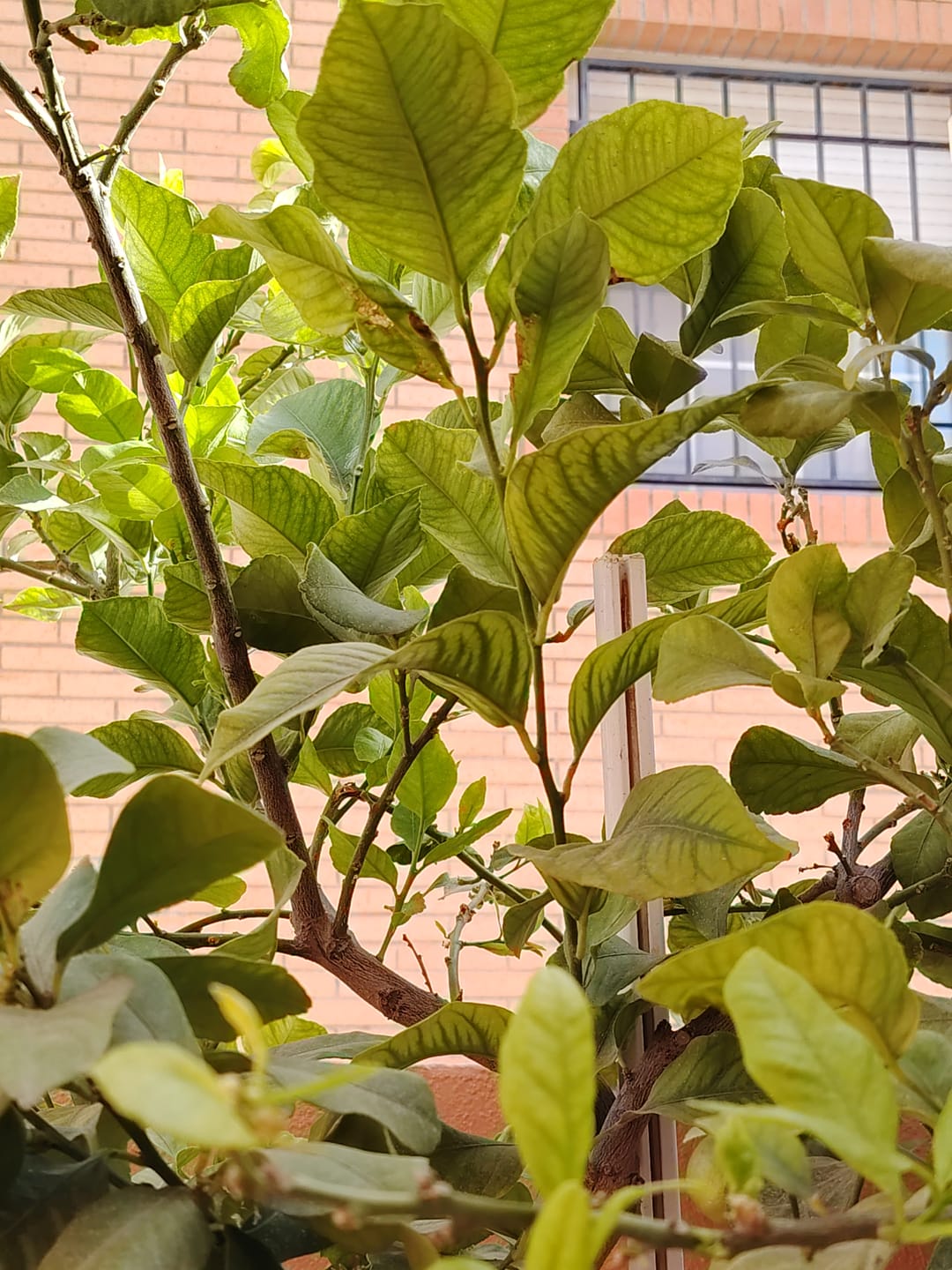 Customer photo review of Fertibono CitriPlus: Abono Cítricos, (5L), Rico en Hierro, Zinc, Calcio,Manganeso, Magnesio, AminoAcidos y NPK - Abono Plantas, Ecológico, Residuo Cero