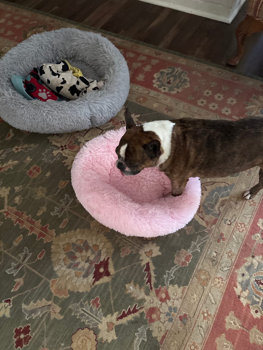 Customer photo review of The Original Fluffy Bean® Pet Bed