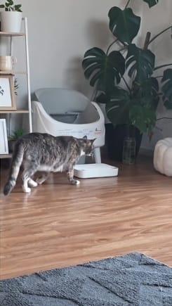 Customer photo review of Petbuds™ Open One 2026 Open-Top Self-Cleaning Litter Box