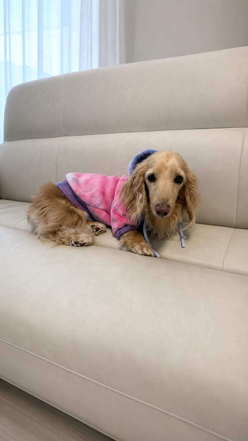 Customer photo review of Velvet Dog Hoodies