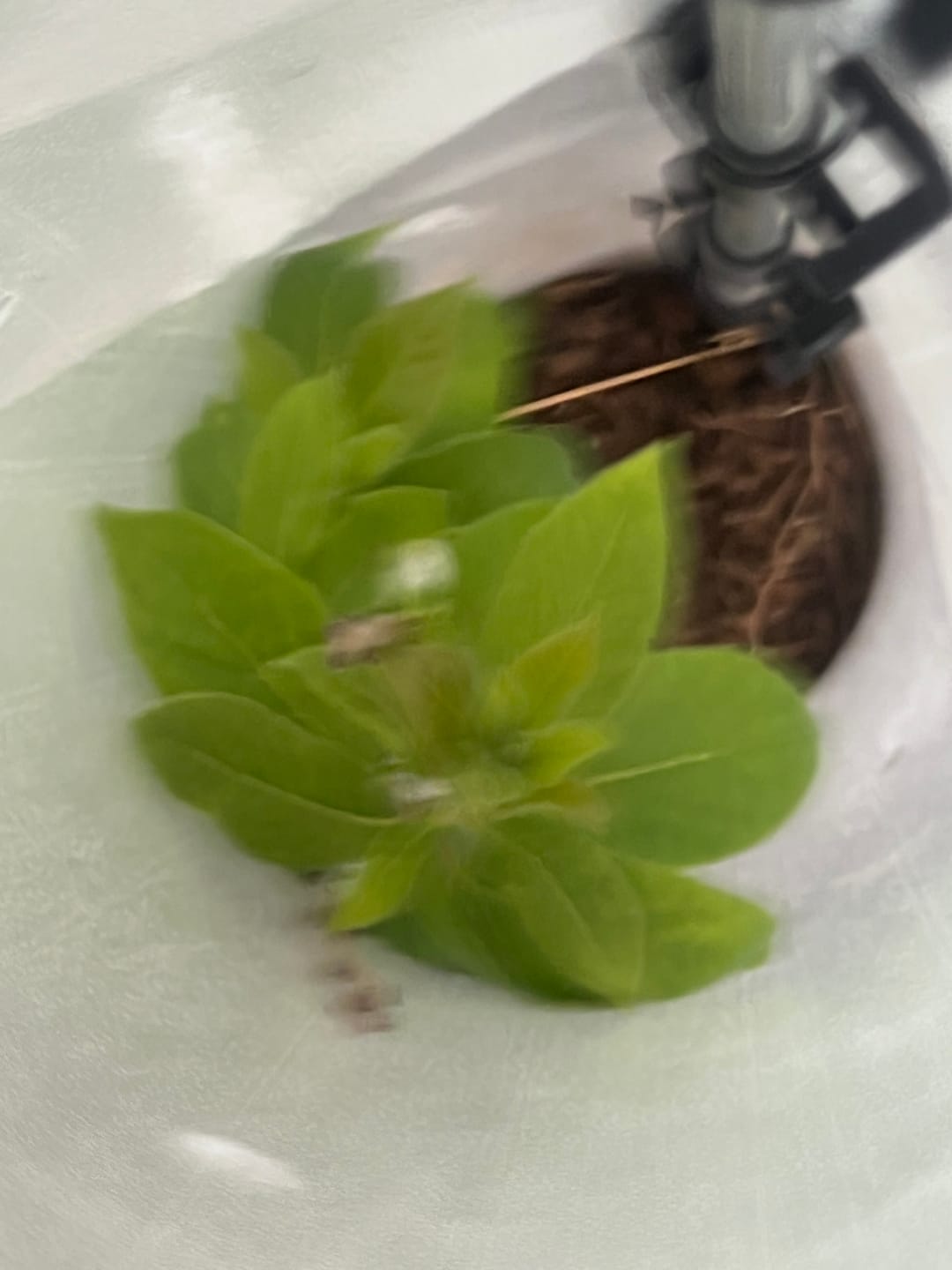Customer photo review of Late Drop American Persimmon