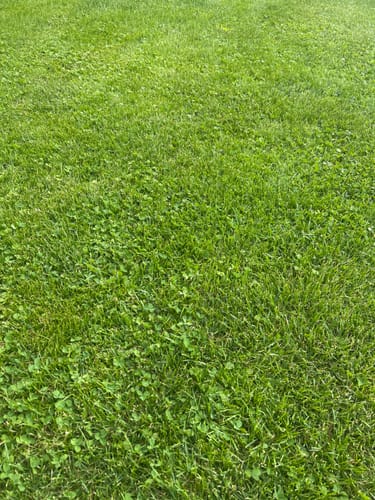 Rasen eines Kunden, der nach der Anwendung von RASENBLITZ™ Sommerdünger sattgrün und dicht ist.