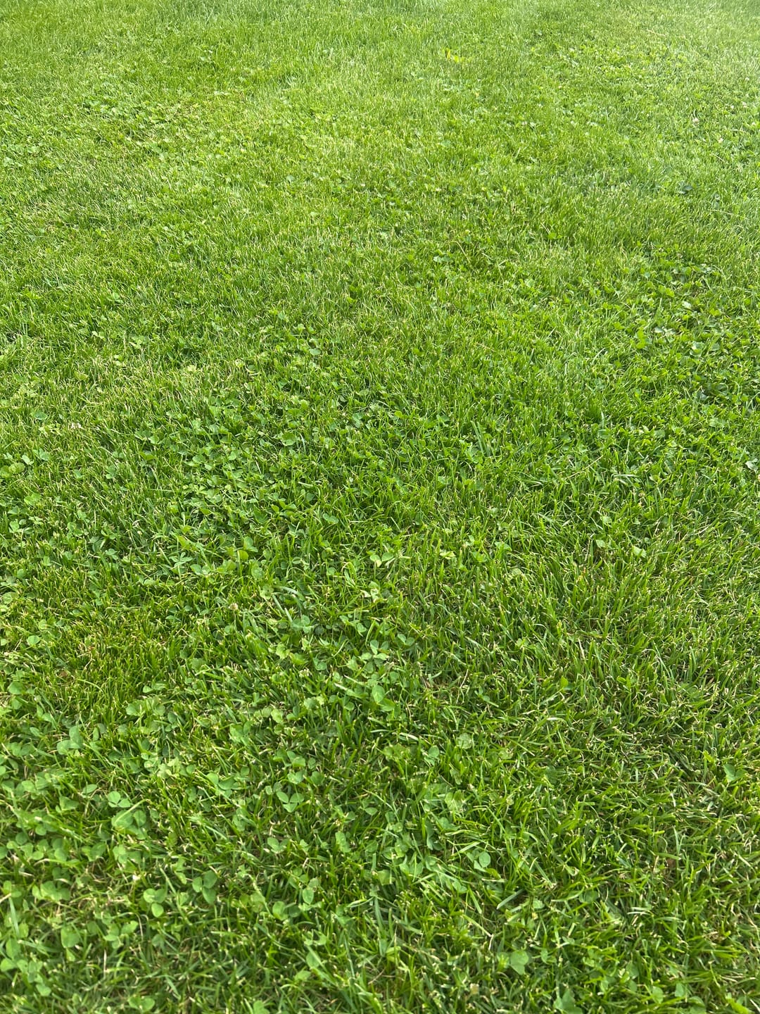 Customer photo review of RASENBLITZ™ - SOMMERDÜNGER