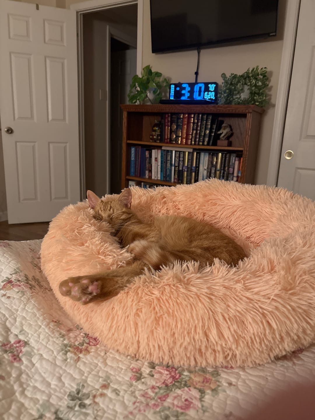 Customer photo review of The Original Fluffy Bean® Pet Bed