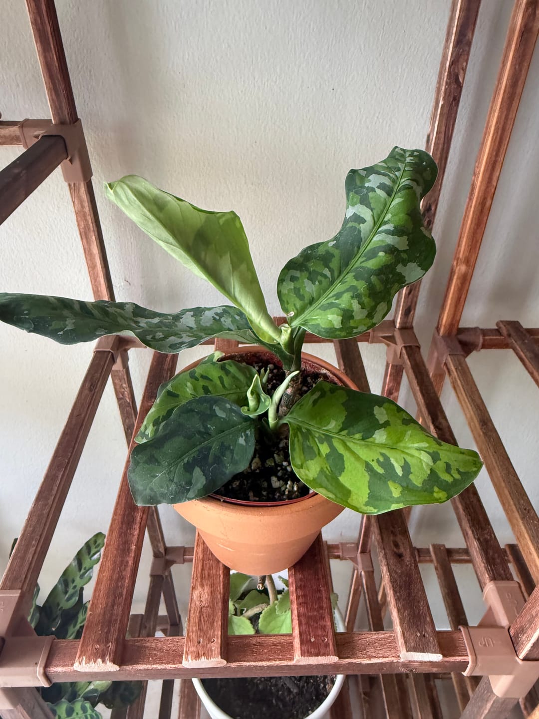 Customer photo review of Aglaonema pictum tricolor
