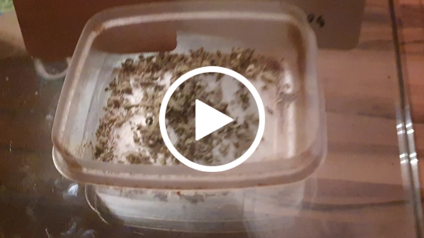 Customer video review of 🎁 FREE GIFT | Og Sour - CBD Blüte (100% off)