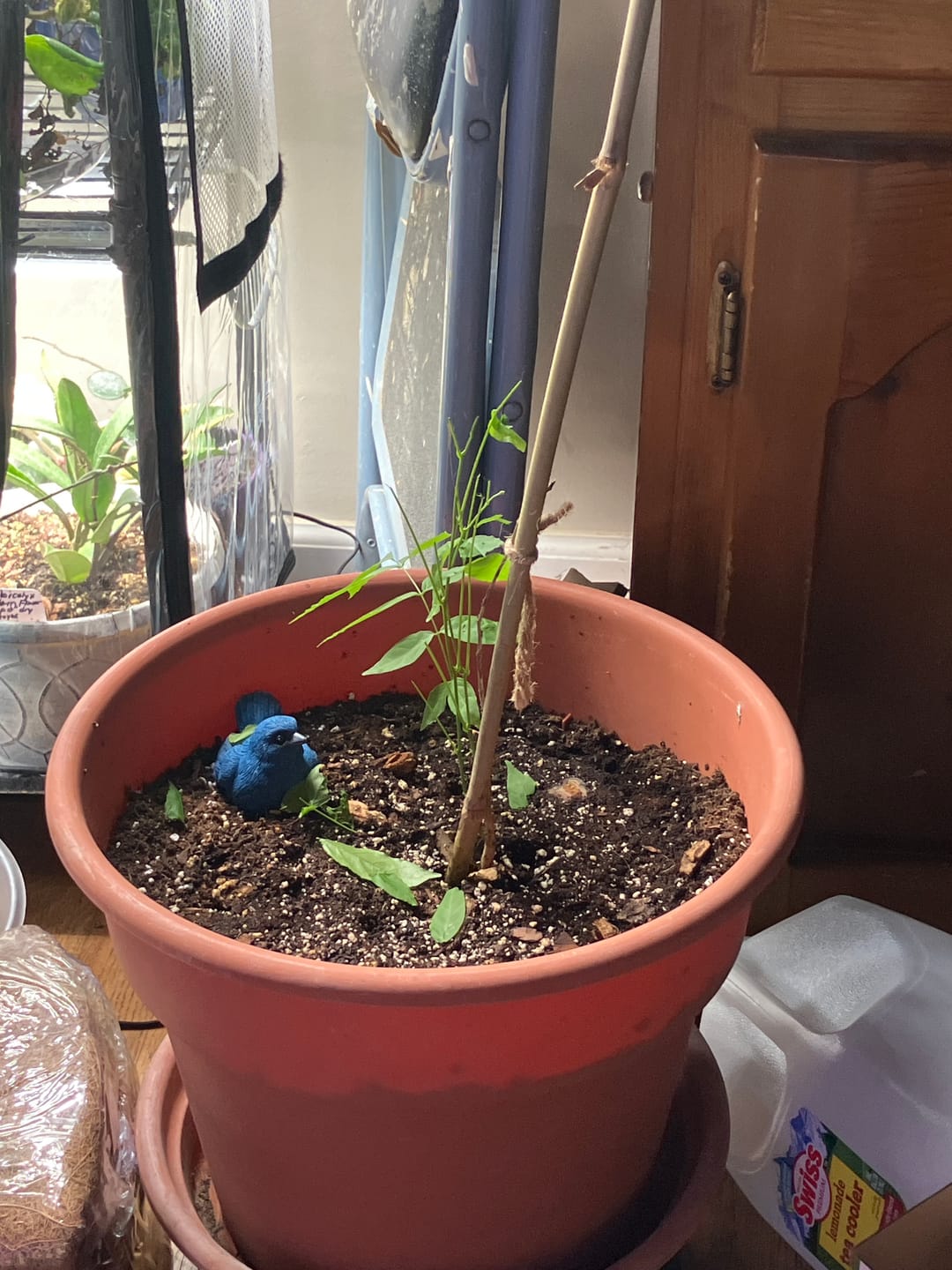 Customer photo review of Plant Juice