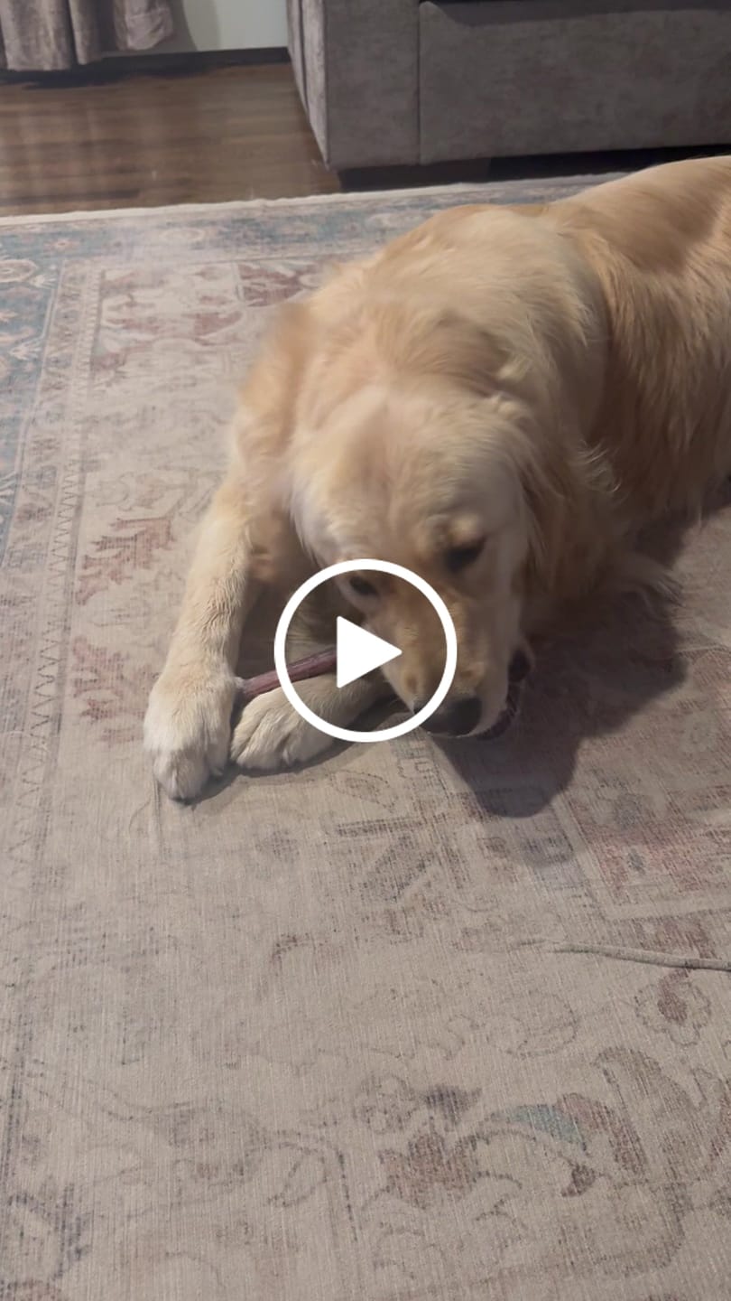 Customer video review of Regular Bully Sticks