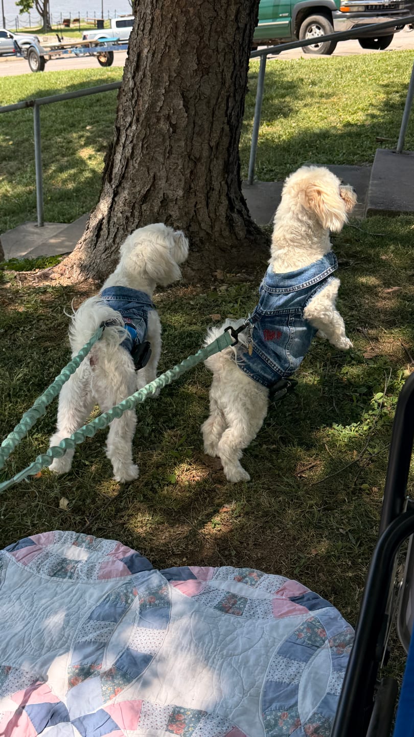 Customer photo review of Boom Pow Bang - Adventure Harness