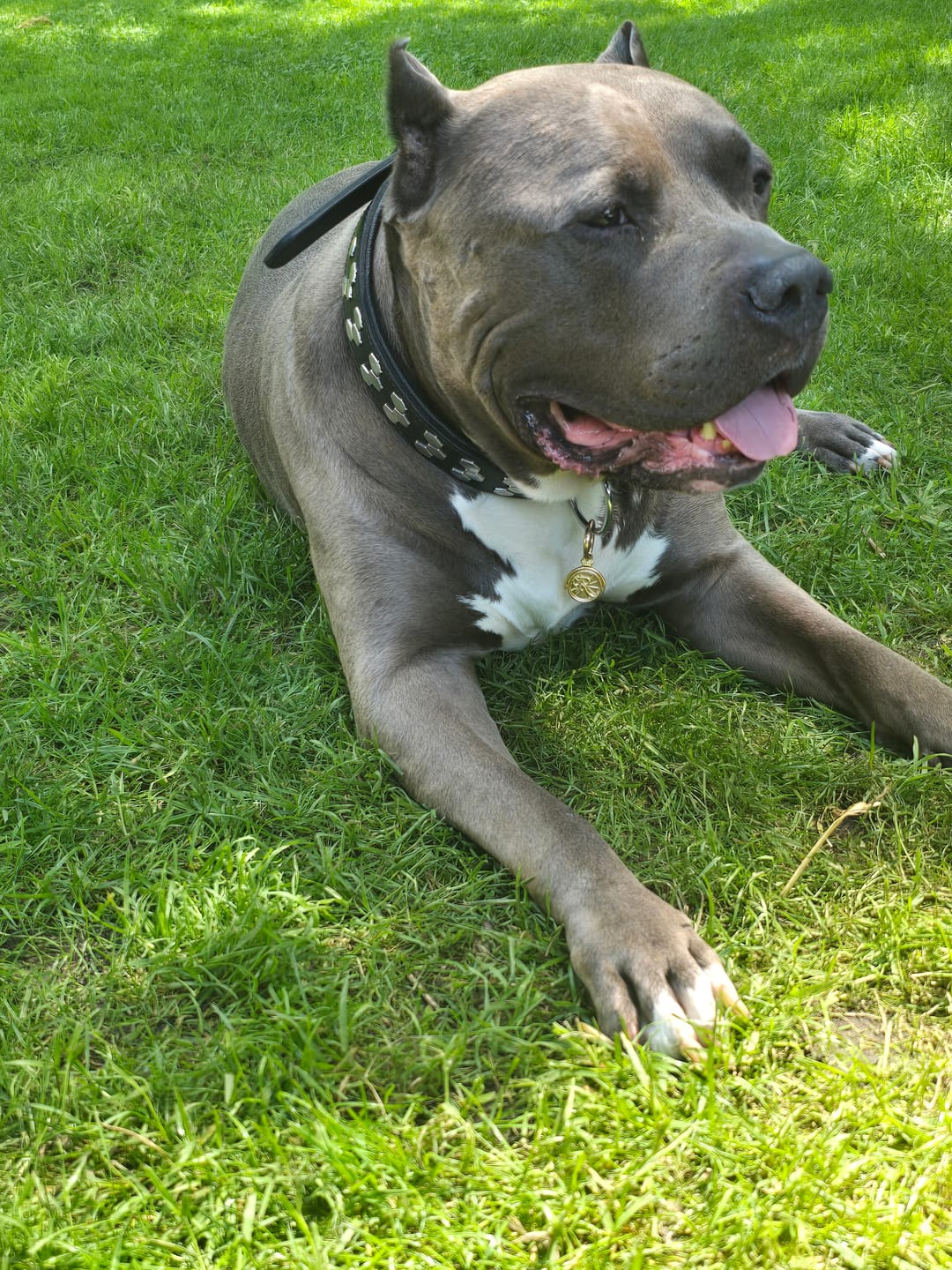Customer photo review of ROLLEMAN® Huisdierenpenning | Vergulde Penning | Hond · Kat · Konijn