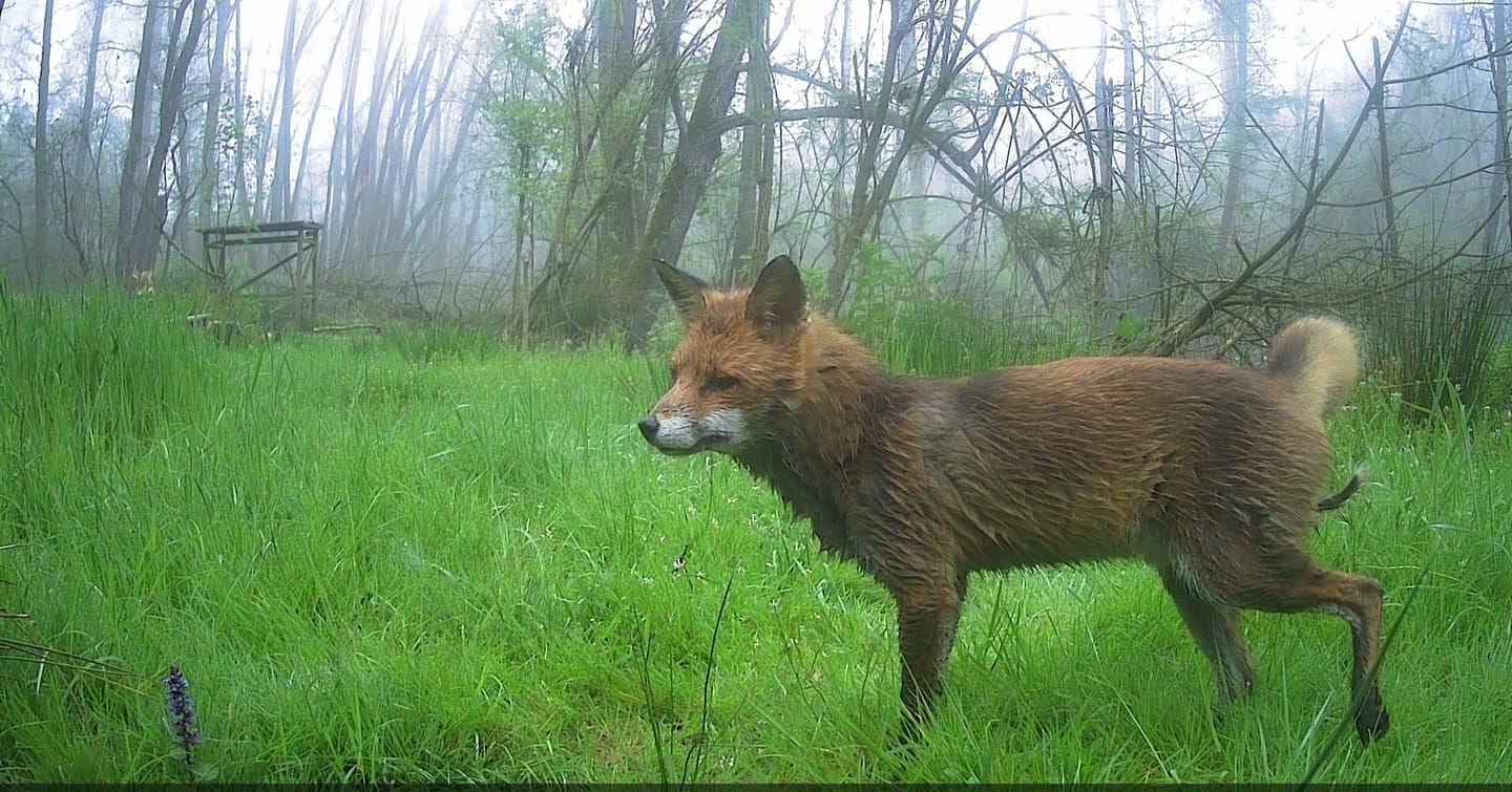 Customer photo review of Siltcon® Wildcamera Nachtzicht en wifi 4K