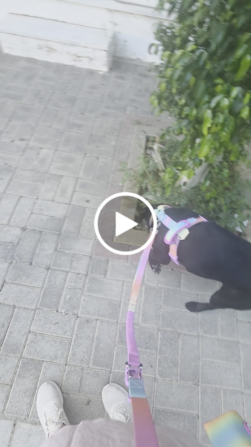 Customer video review of Comfort Control No-Pull Dog Harness and Multipurpose Leash Sets
