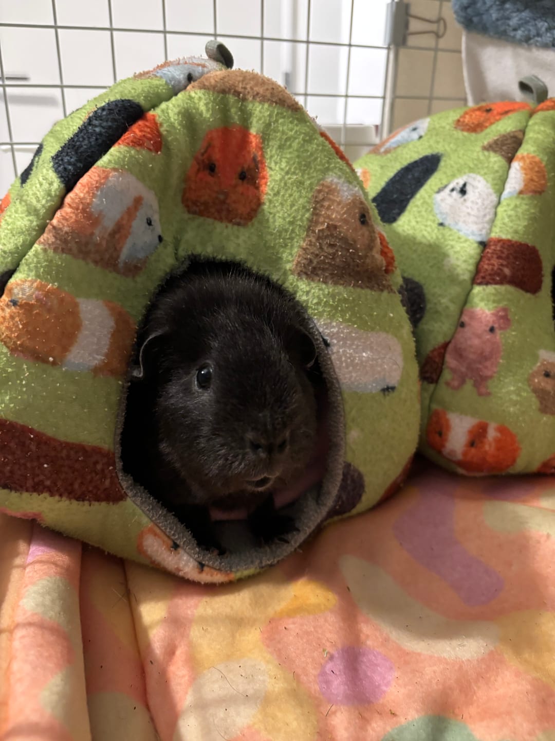 Customer photo review of Pet Safe Laundry Sanitiser for Guinea Pig Accessories