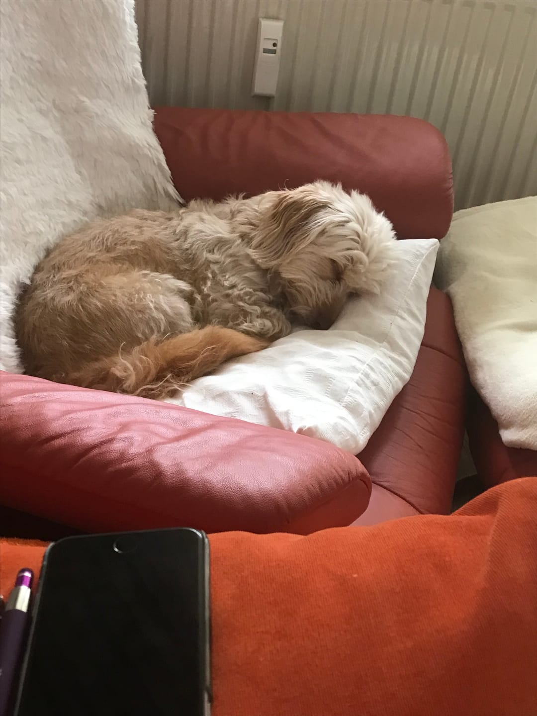 Customer photo review of Zpray für Hunde und Menschen gegen Zecken, Flöhe, Milben & Mücken