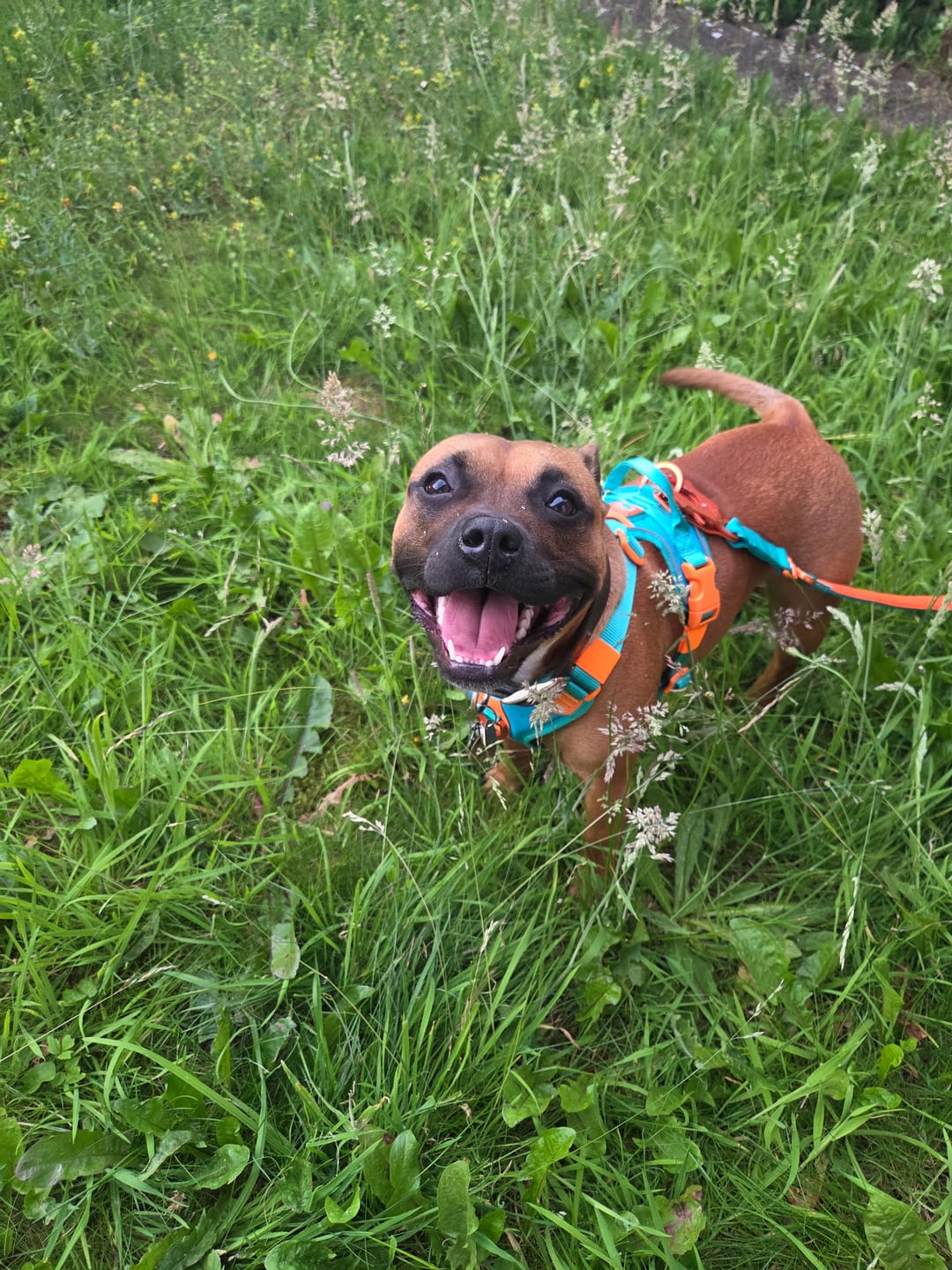 Customer photo review of Anti Pull Hurricane Harness Lighter | With Handle - Turquoise X Orange