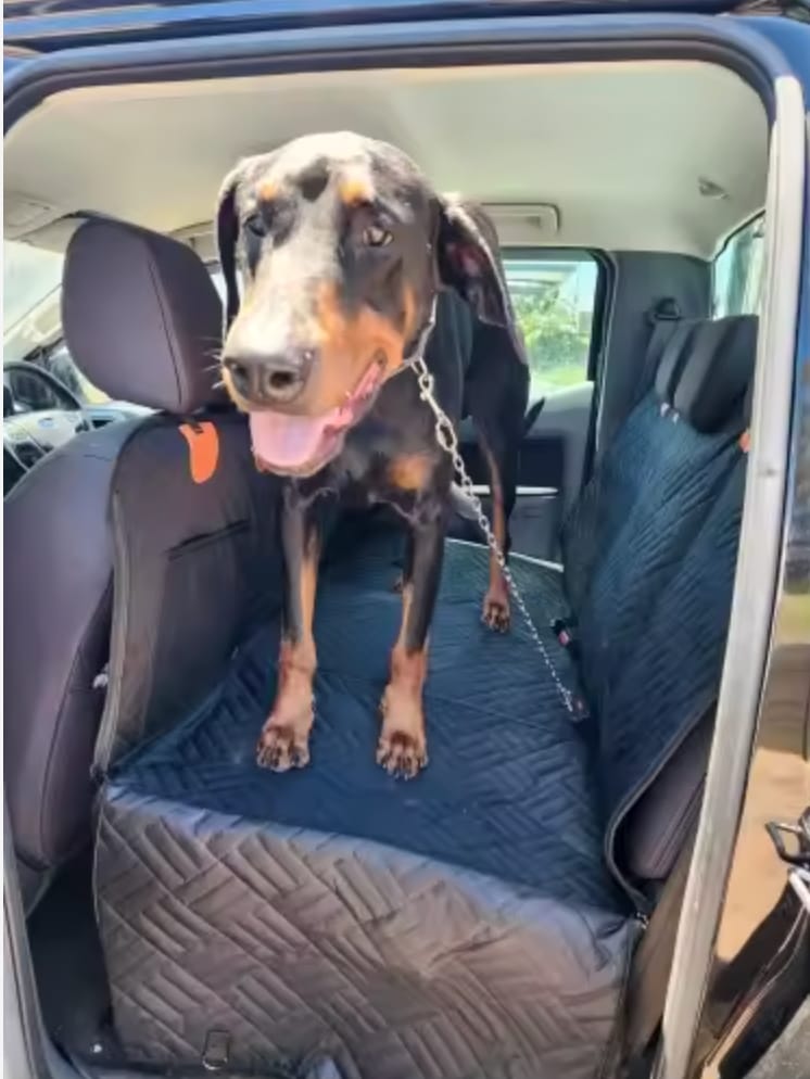 Customer photo review of Paw & More - PawRider 50% OFF