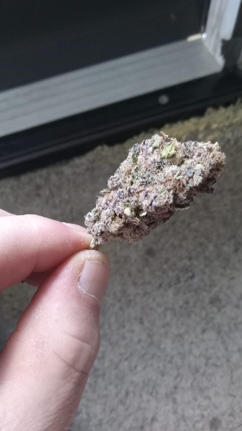 Customer photo review of Grape Gas Mask Exotic THCA