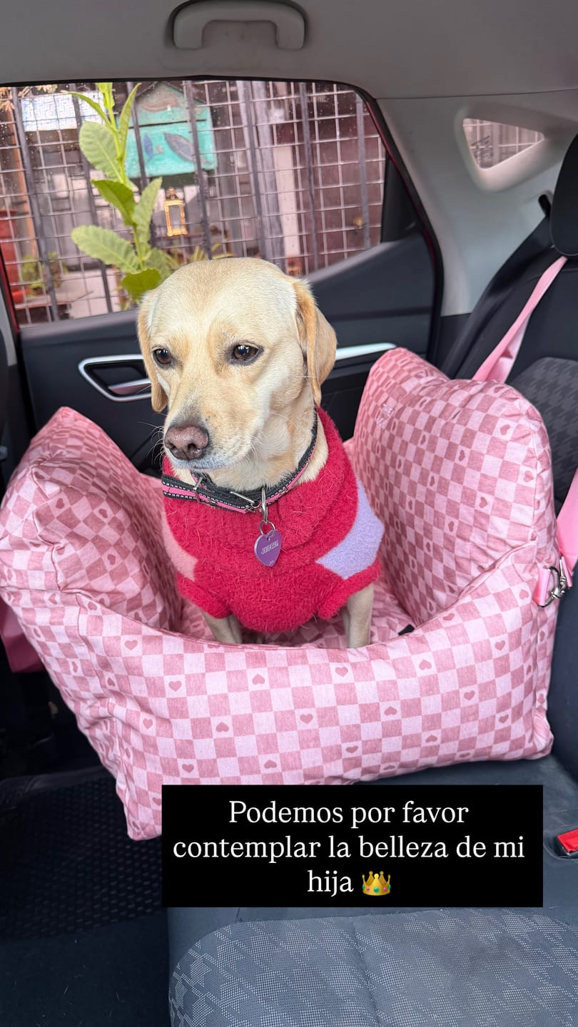 Customer photo review of Asiento Primera Clase THE DOGS — Viajes seguros y cómodos
