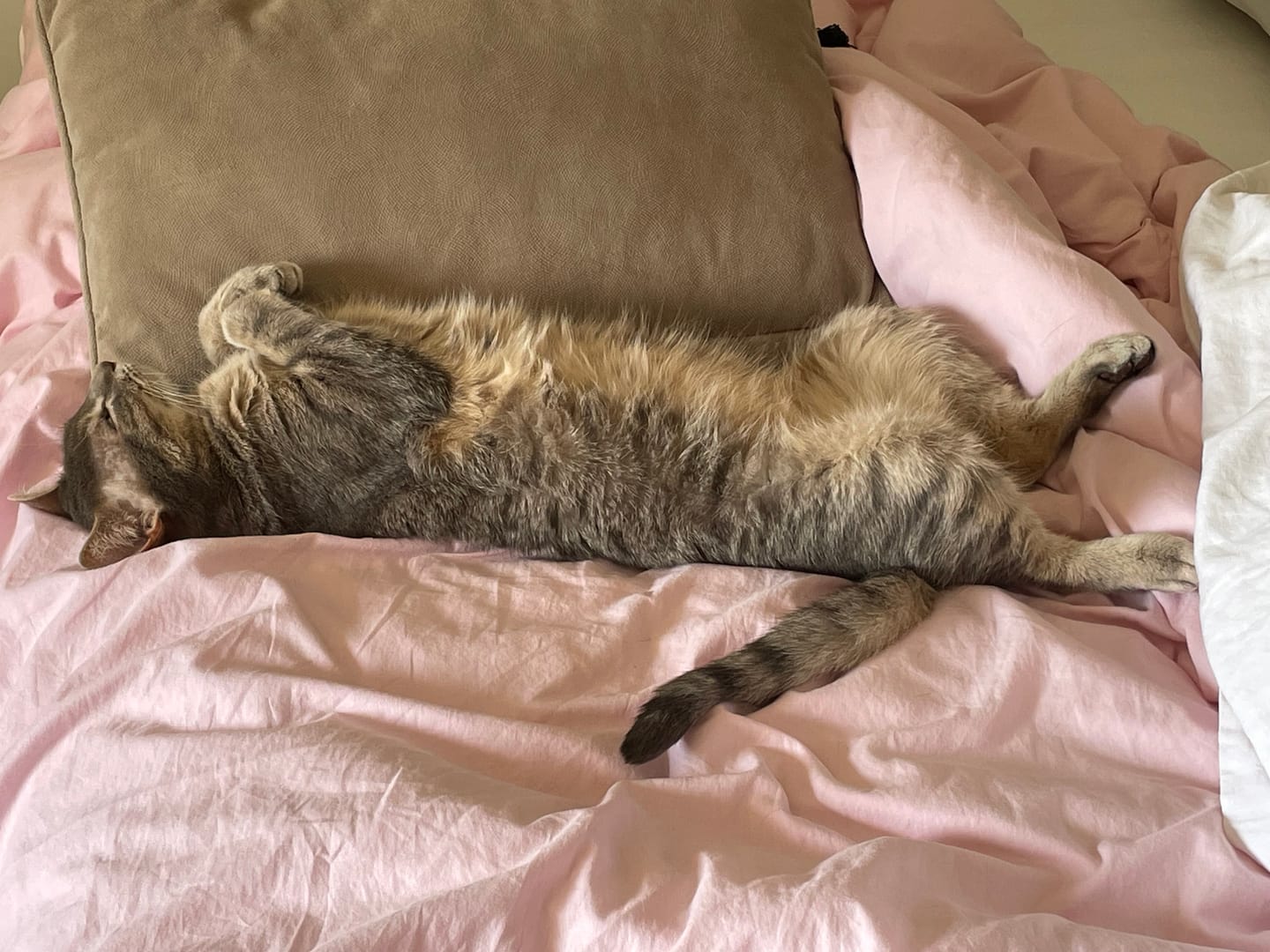 Customer photo review of Pâtées riches en volaille & aux courgettes (Chat âgé)