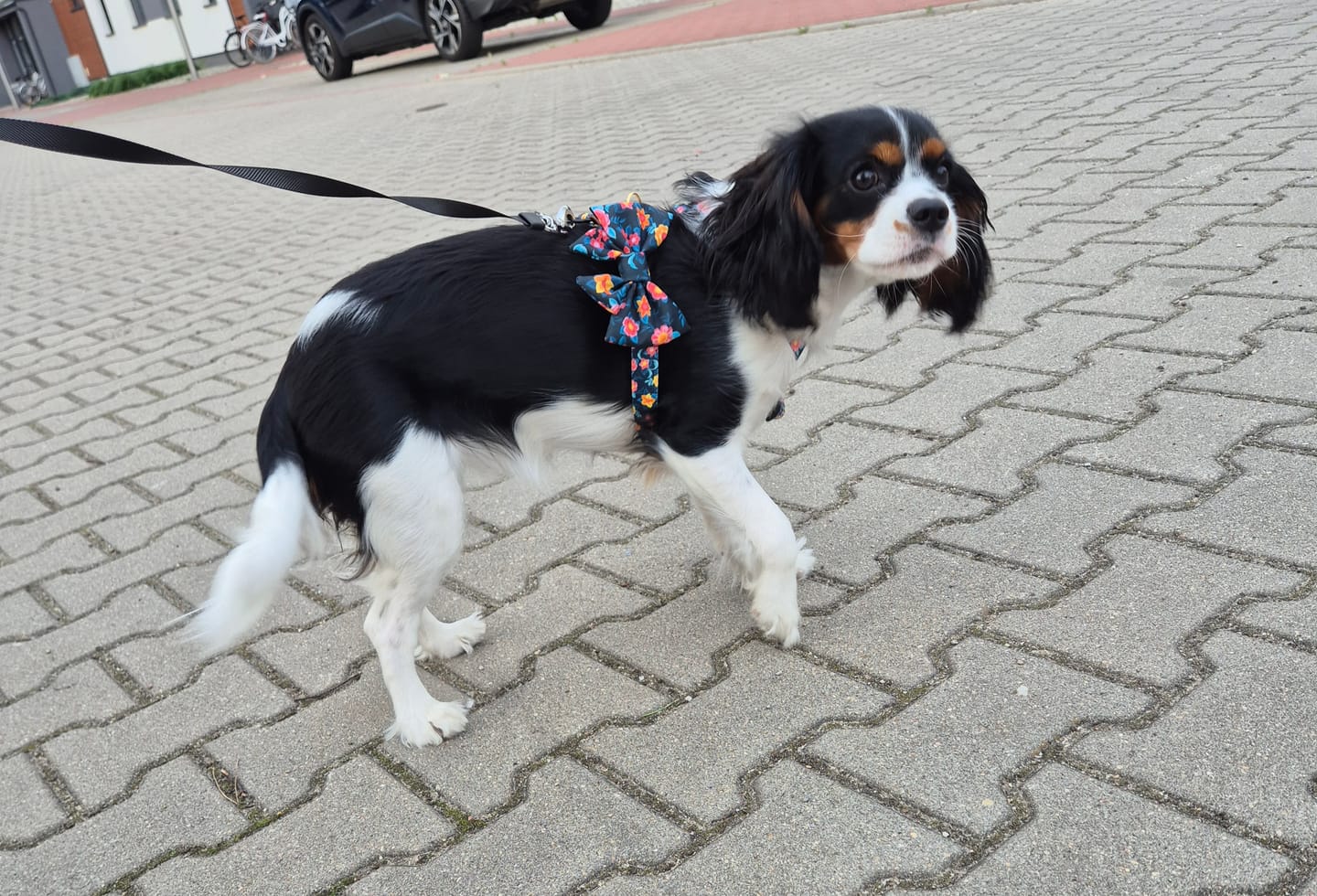 Customer photo review of Szelki guard "Wild Flowers" - czarne okucia