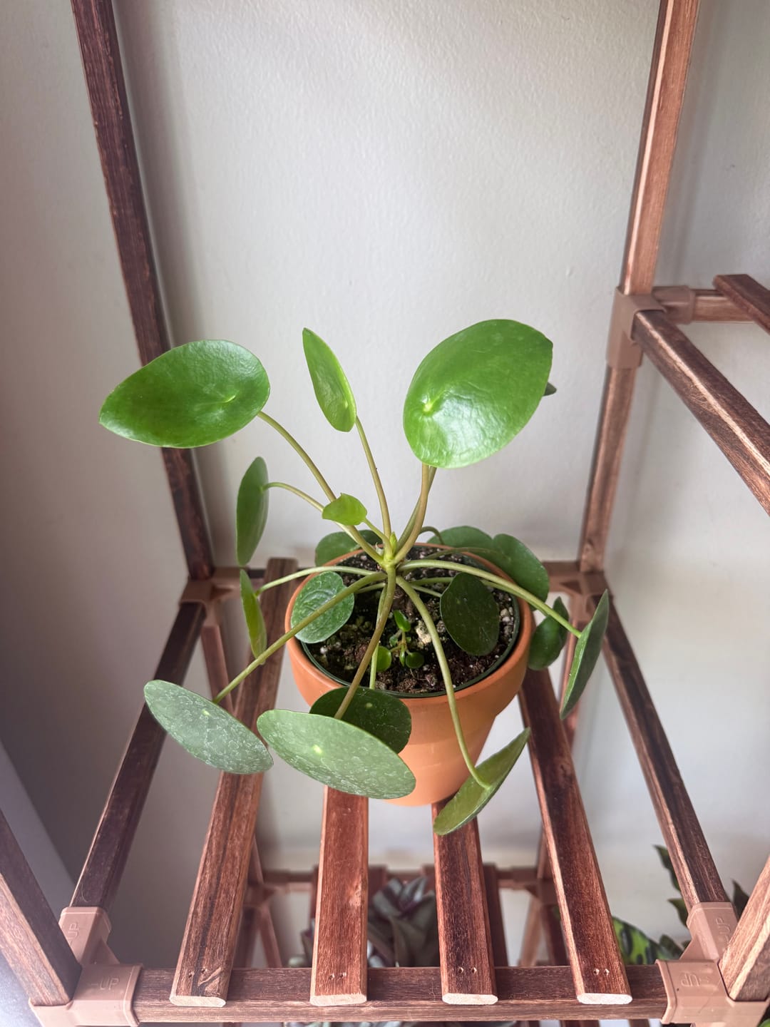 Customer photo review of Pilea peperomioides