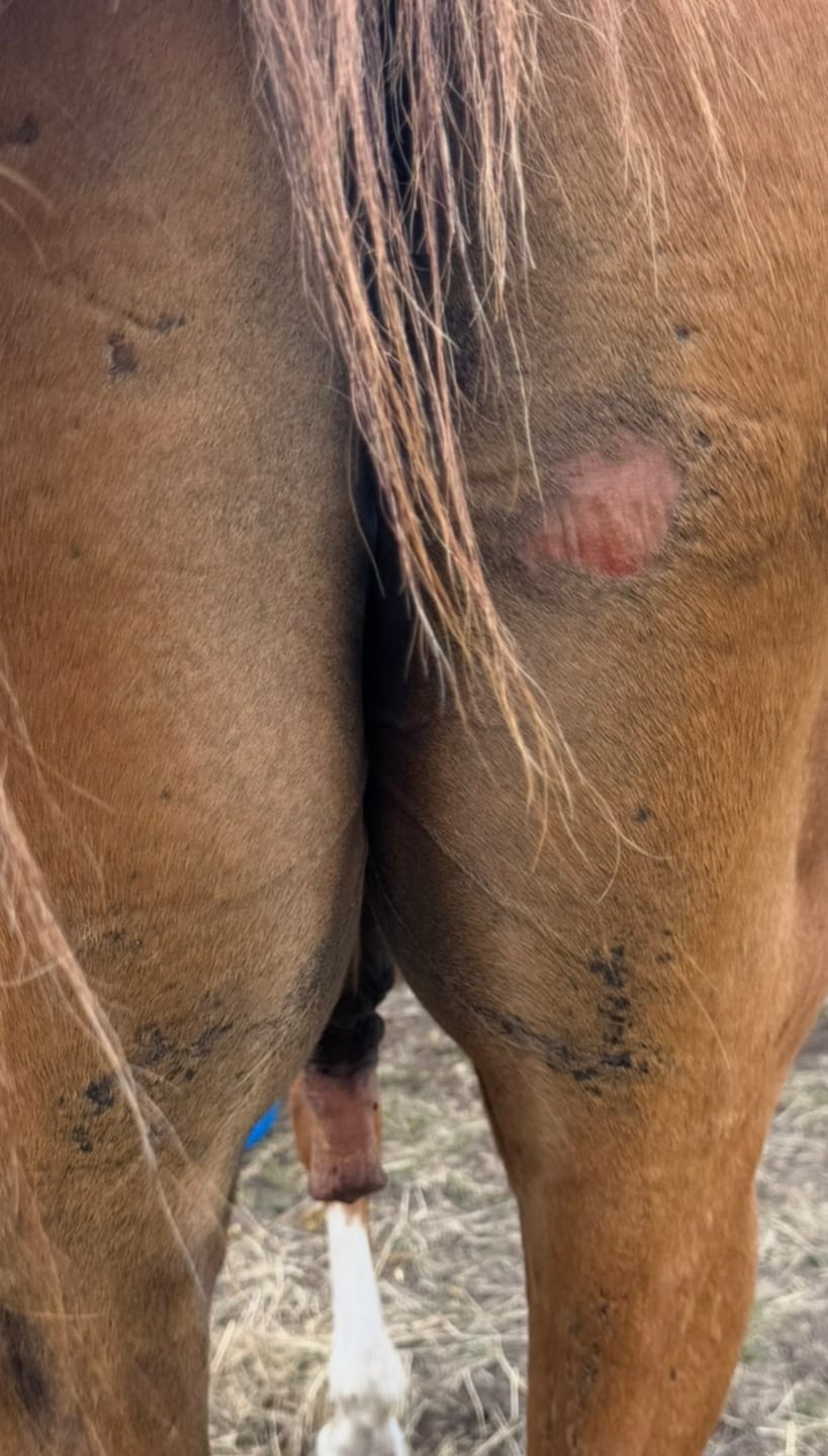 Customer photo review of Horse Skin Rescue Bundle