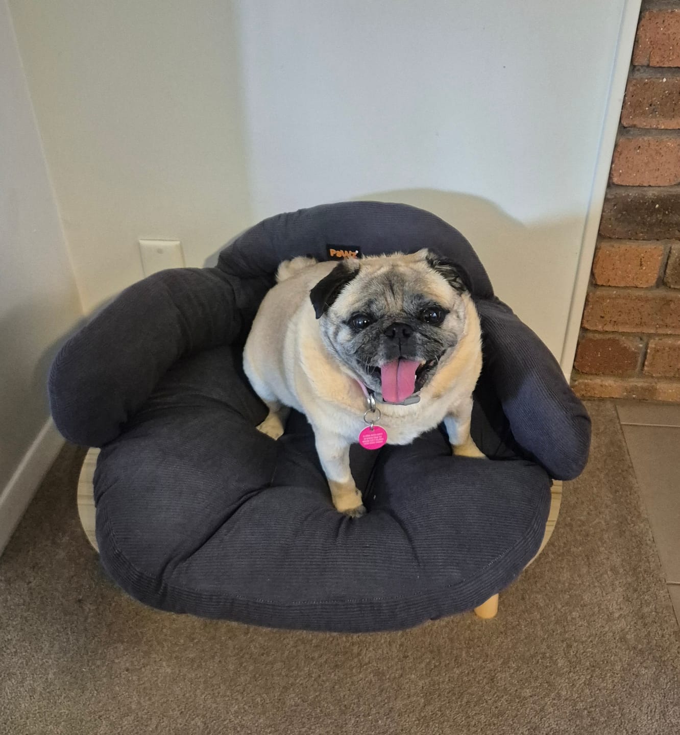 Customer photo review of CloudNest Elevated Pet Sofa Bed