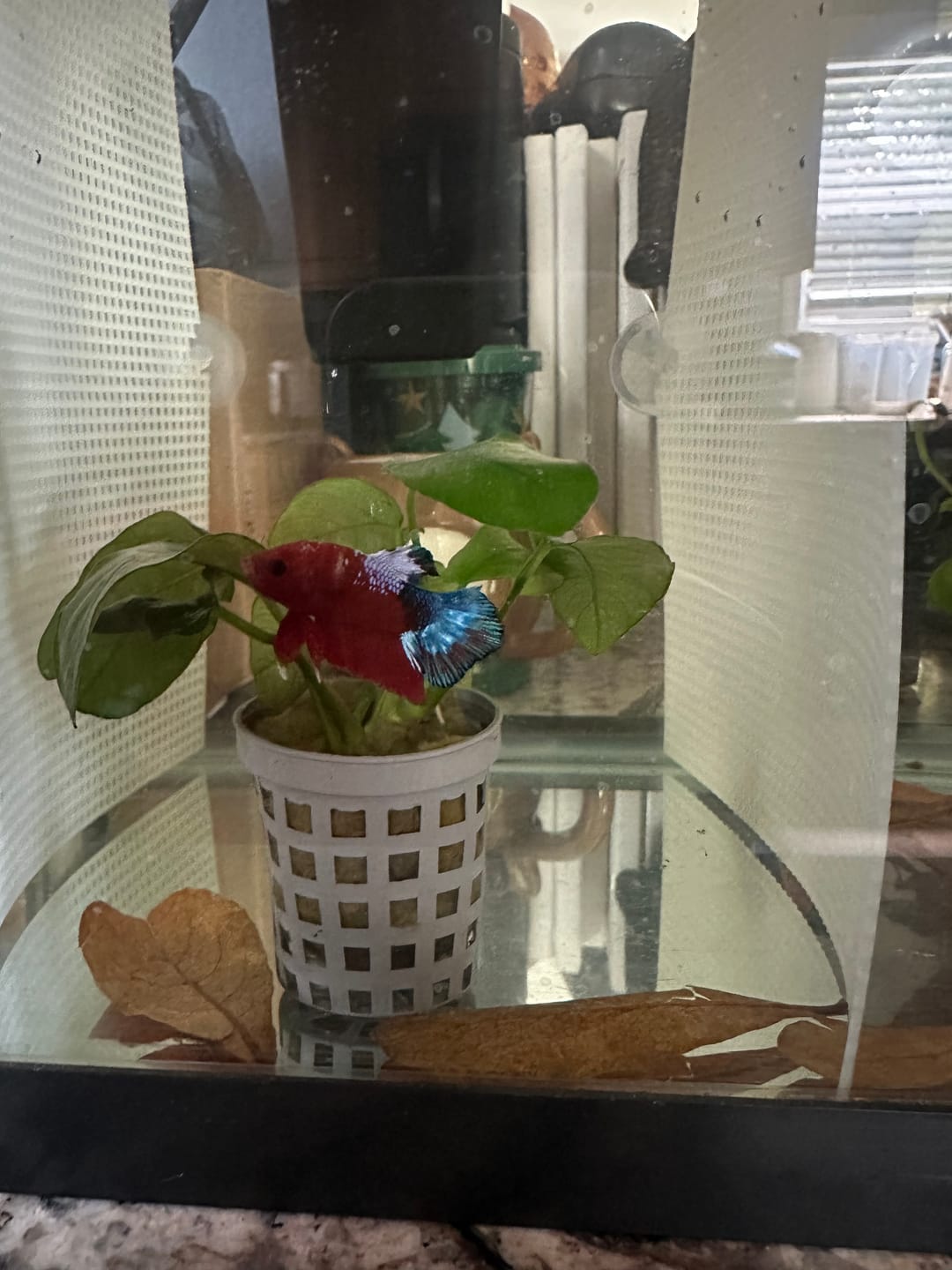 Customer photo review of Hellboy Plakat Male Betta Fish | Order Directly From Farm | You Pick Fish