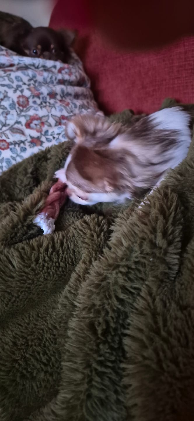 Customer photo review of 6 Inch Standard Braided Bully Stick