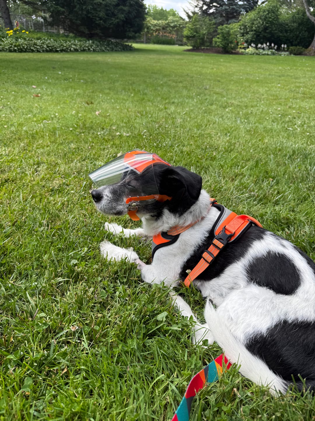 Customer photo review of OptiVizor - Regular Snout - Clear UV Tint