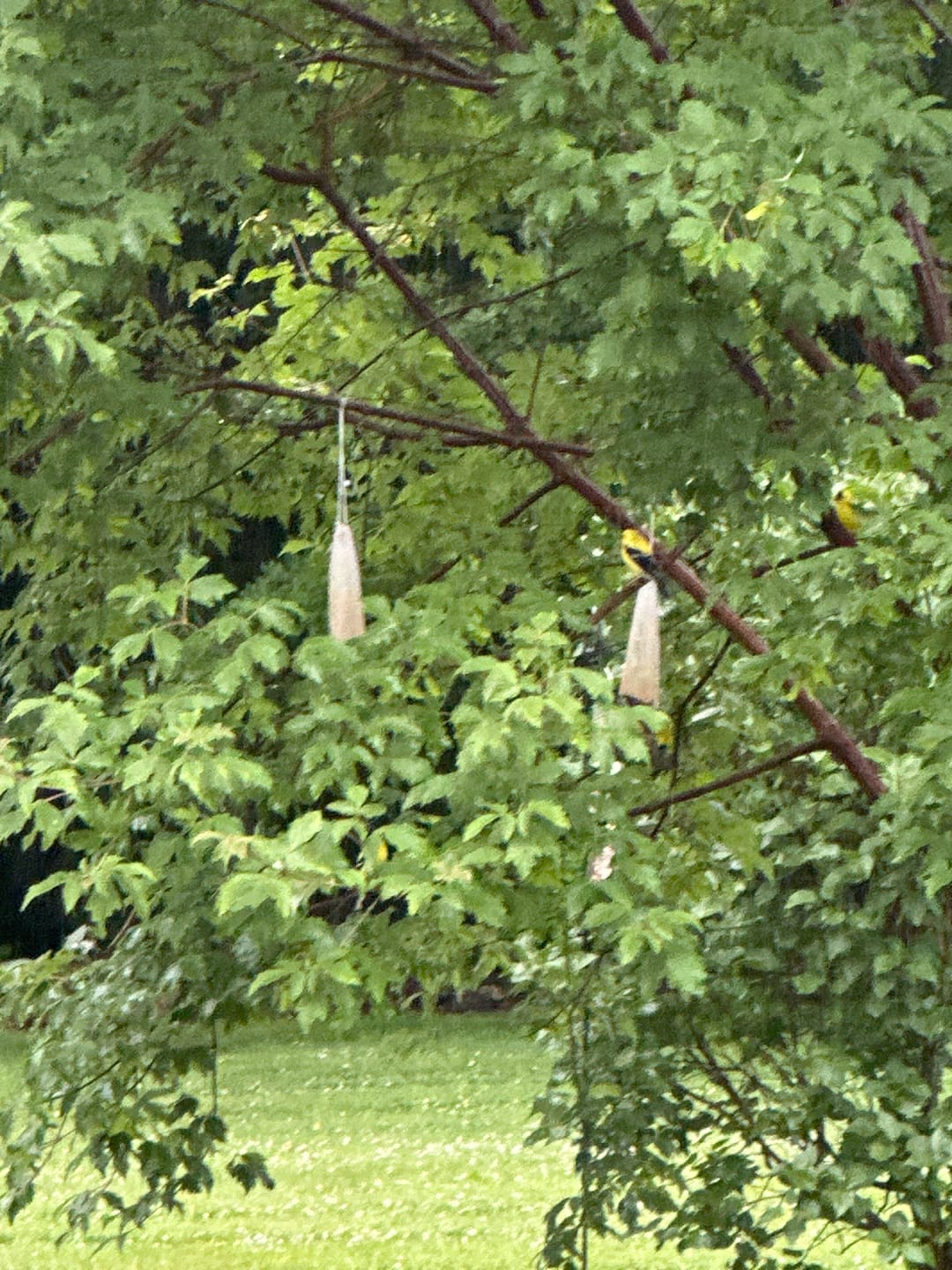 Customer photo review of Thistle Birdseed (Nyger)