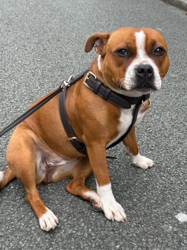 Customer photo review of Chocolate┃Studio Step-In Harness