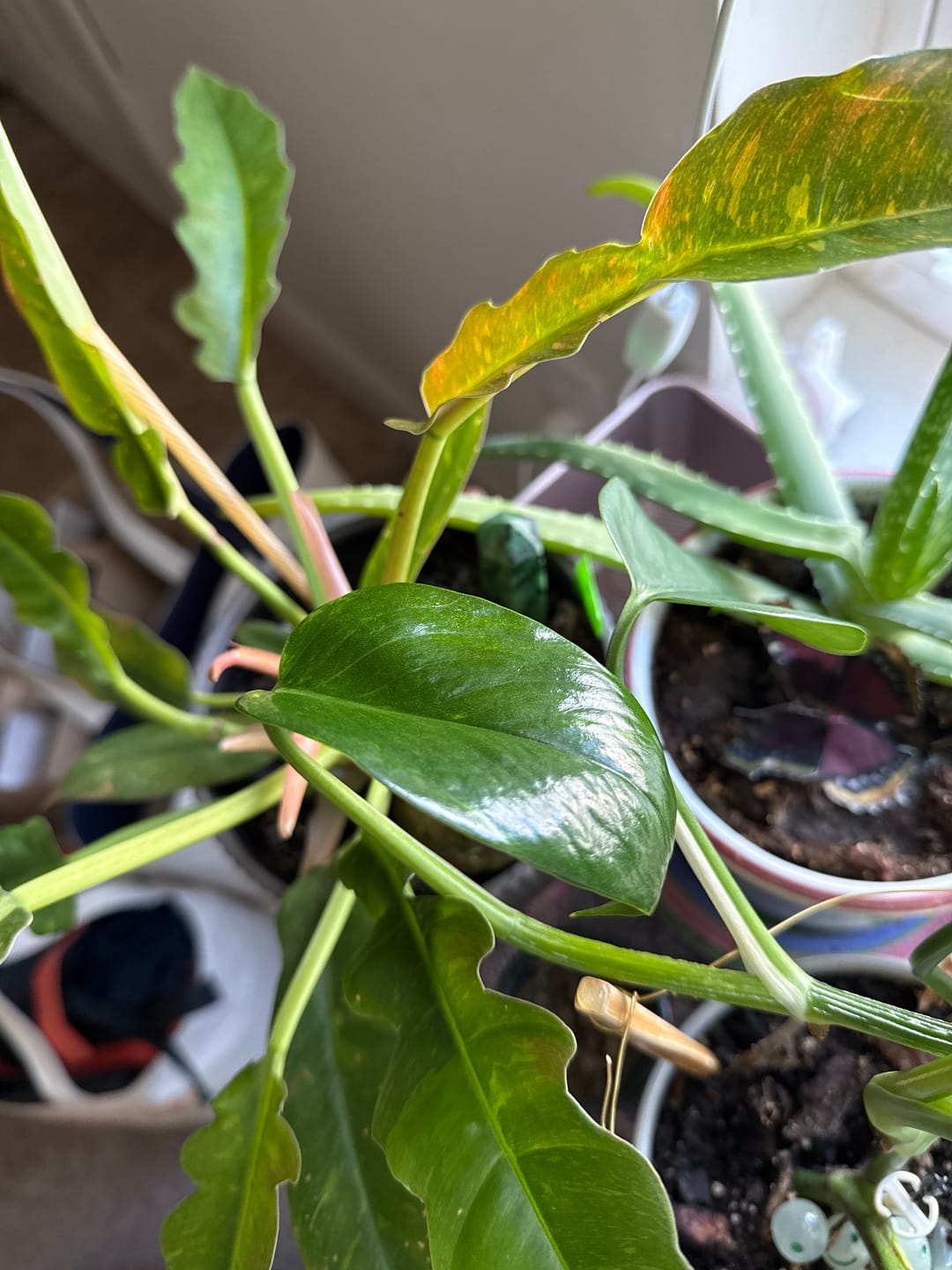 Customer photo review of Sunrise Terrace + Grow Light