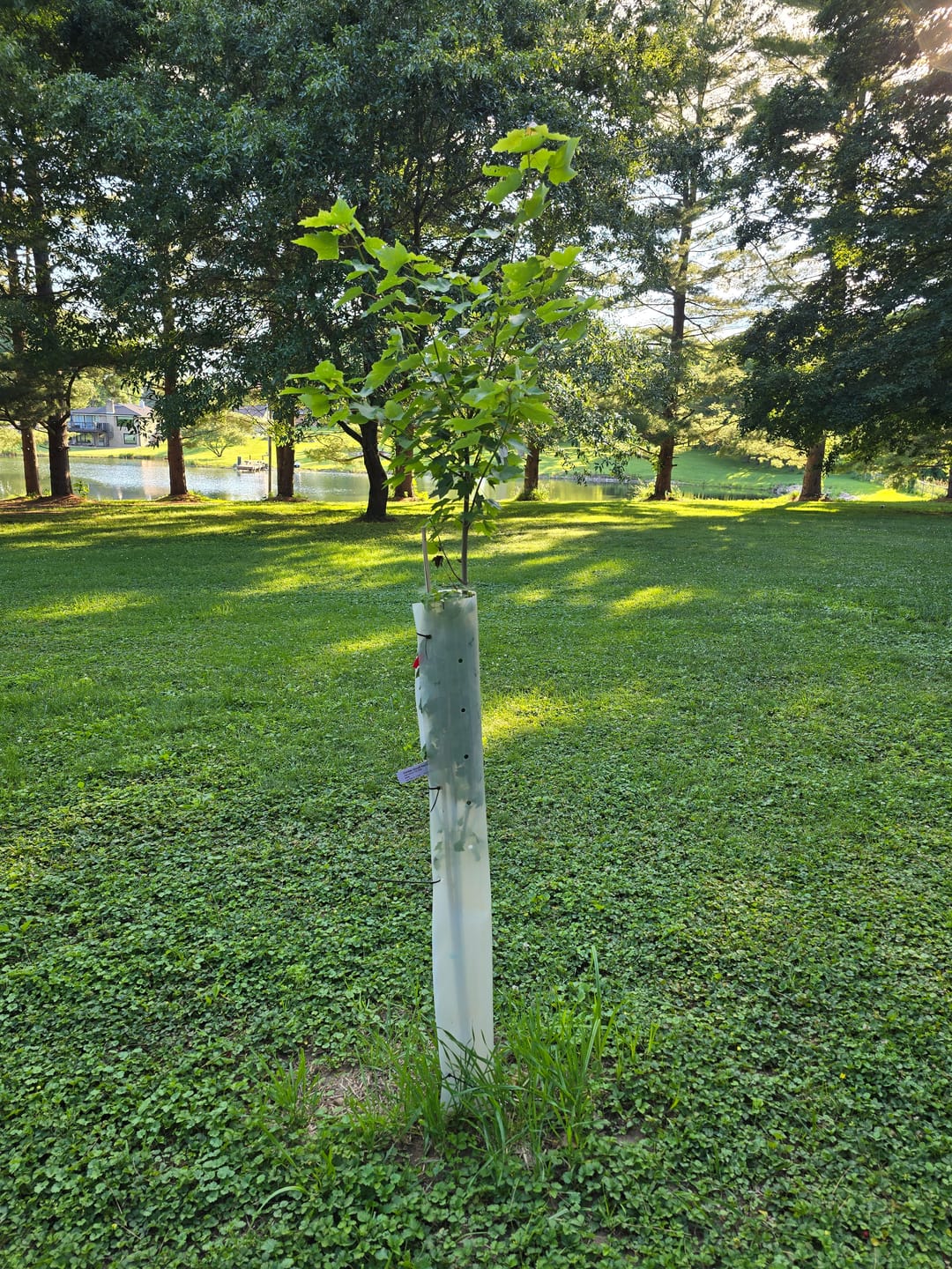 Customer photo review of Tree Pro Grow Tubes