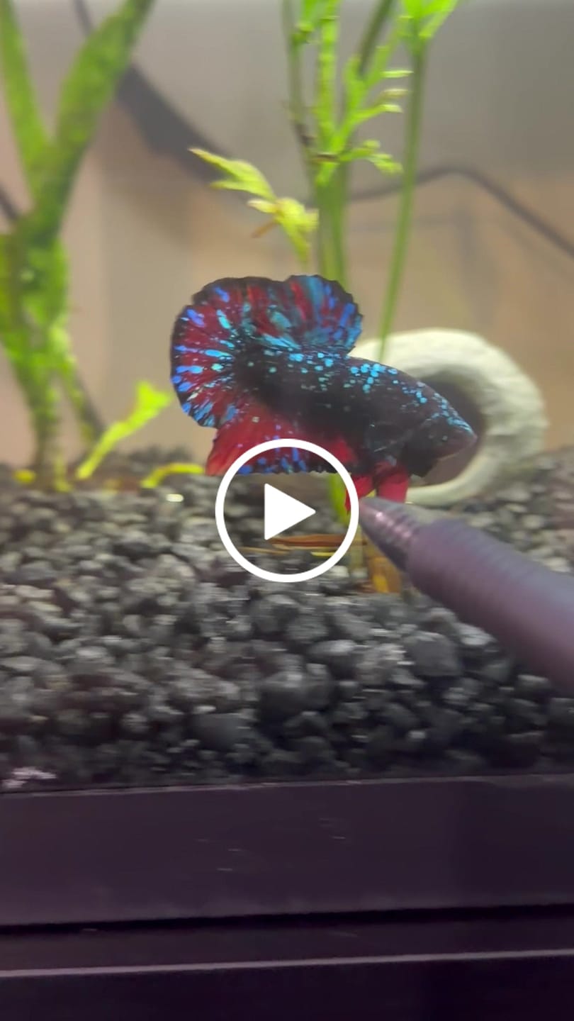 Customer video review of Rare Avatar Betta Fish (Male)