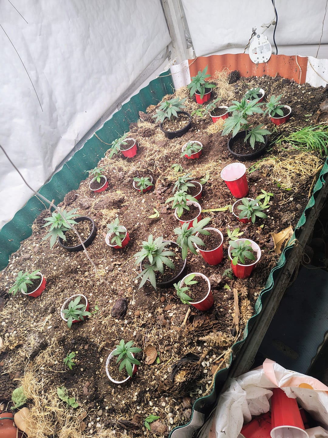 Customer photo review of SD Microbes Premium Compost-Based Potting Mix