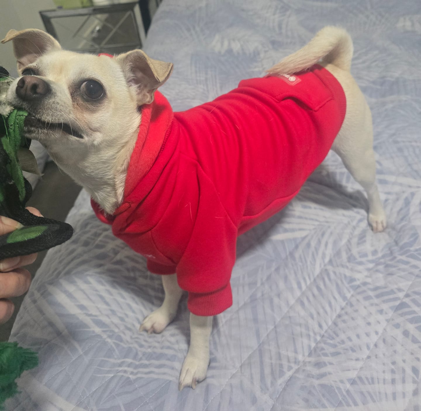 Customer photo review of Essential Dog Hoodies