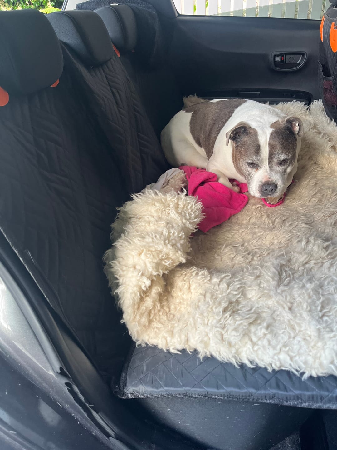 Customer photo review of Companion&Co™ Hard Bottom Car Seat Cover