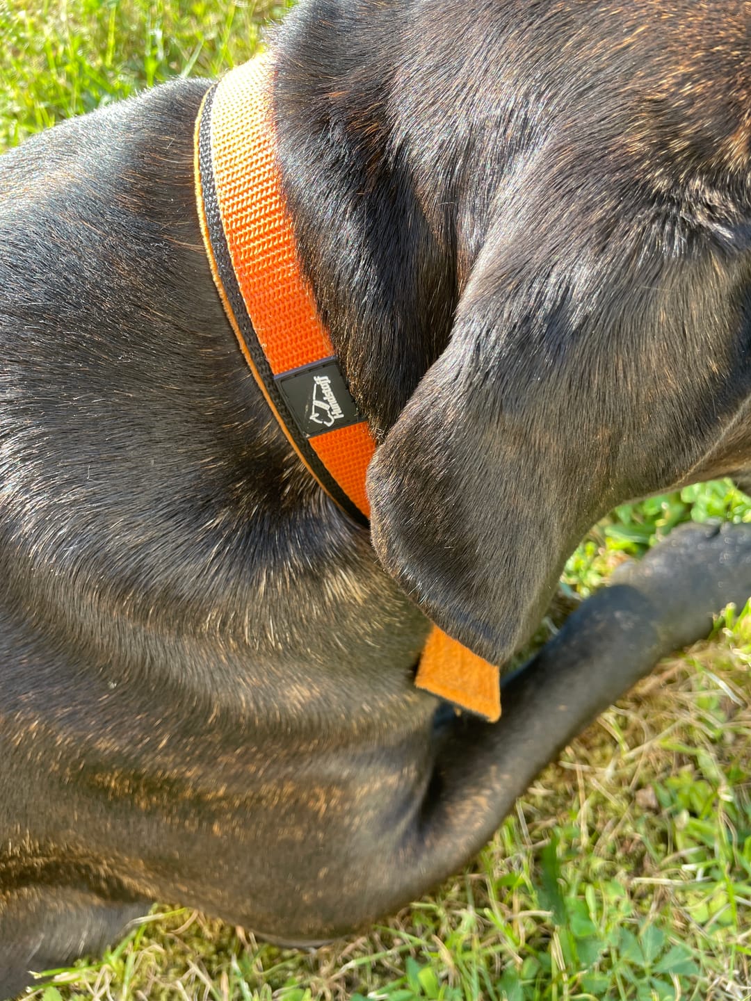 Customer photo review of Active Komfort Black Edition Orange - Brett slitstarkt halsband med spänne