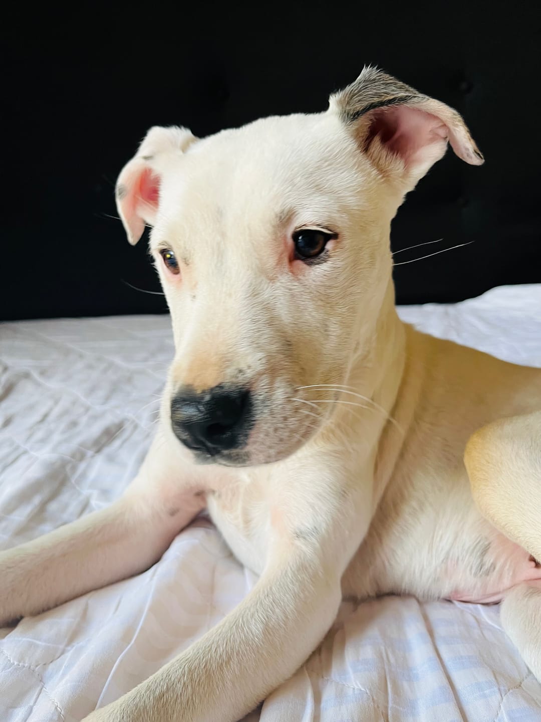 Customer photo review of PetFamily Cookies