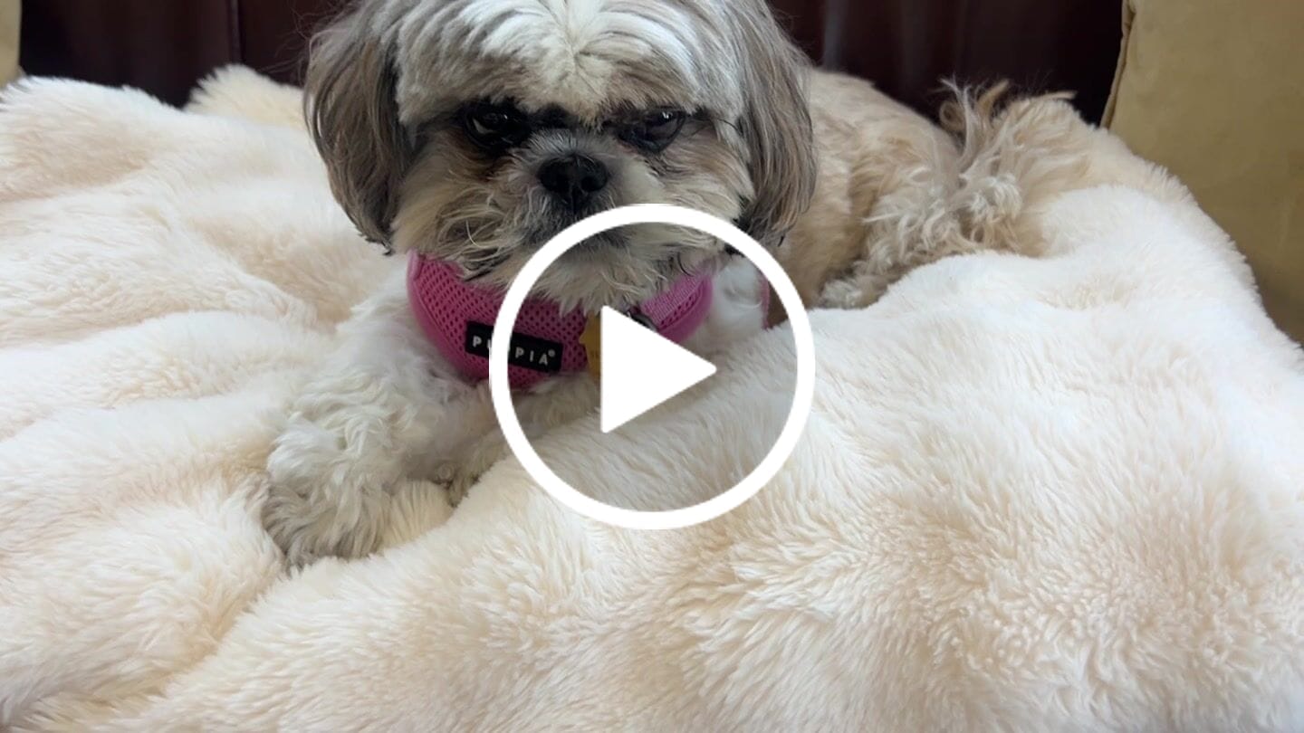 Customer video review of Cloud Throw Blanket
