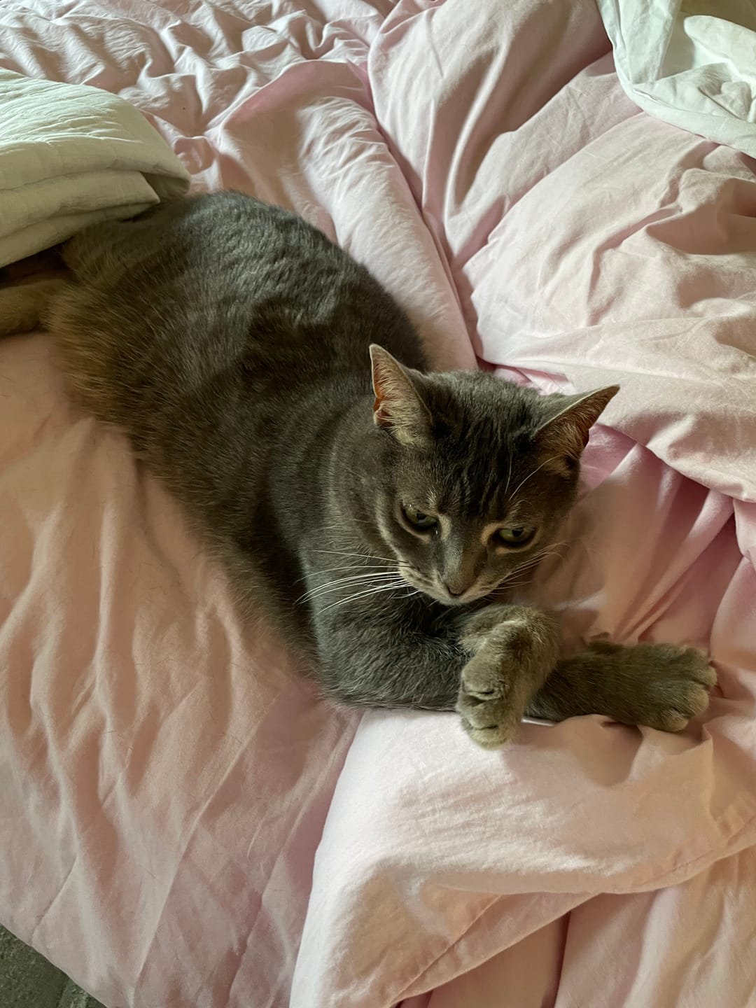 Customer photo review of Pâtées riches en saumon & aux courgettes (Chat stérilisé et Chat adulte)