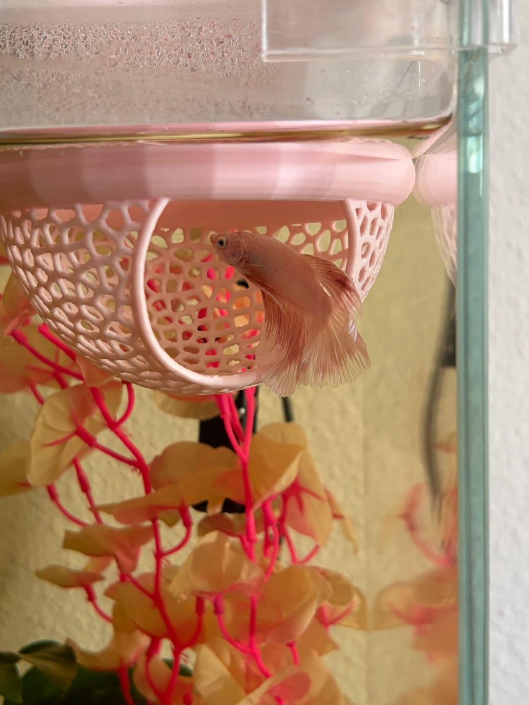 Customer photo review of Pink Halfmoon Male Betta Fish | Grower’s Pick