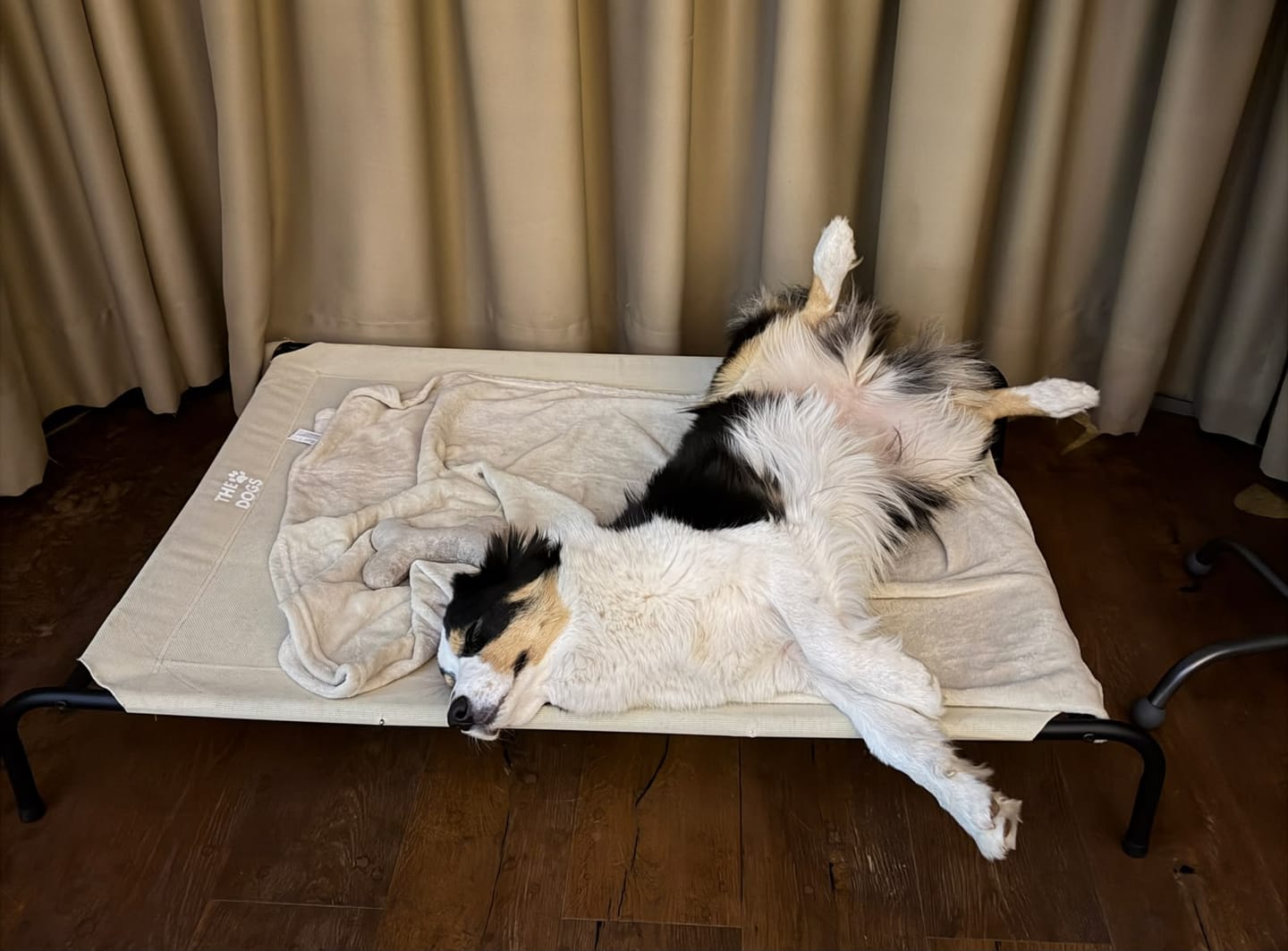 Customer photo review of Cama Elevada THE DOGS: Frescura y Ventilación