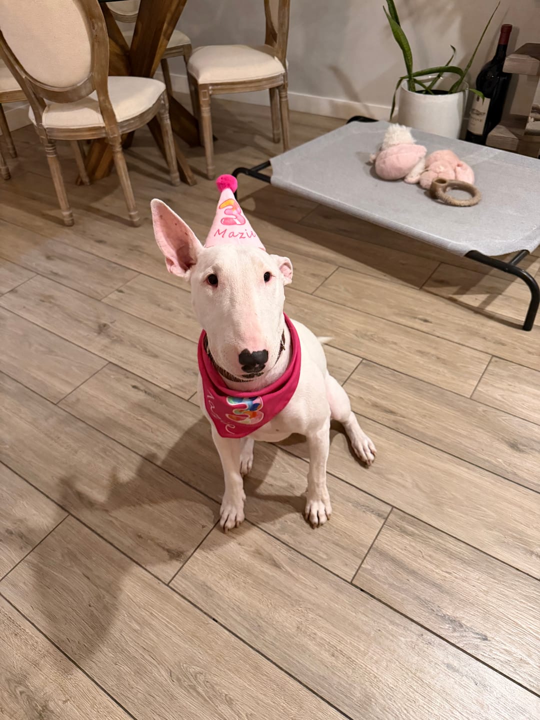 Customer photo review of Personalized Dog Party Pack