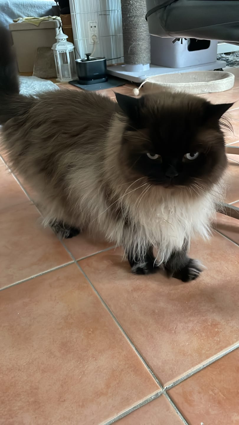 Customer photo review of Katzen Zahnpaste